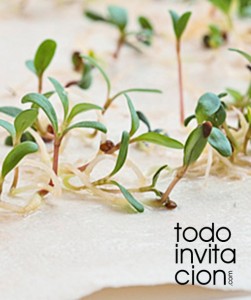 papel de semillas plantable para detalle de invitados boda bautizo comunion