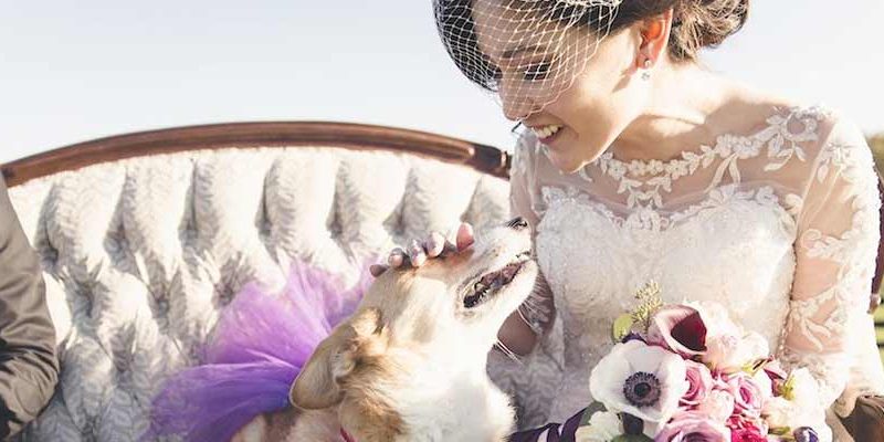 mascotas en la boda