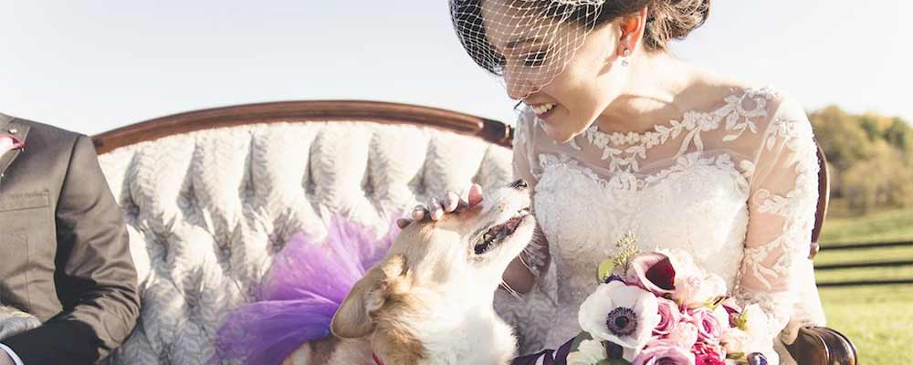 mascotas en la boda