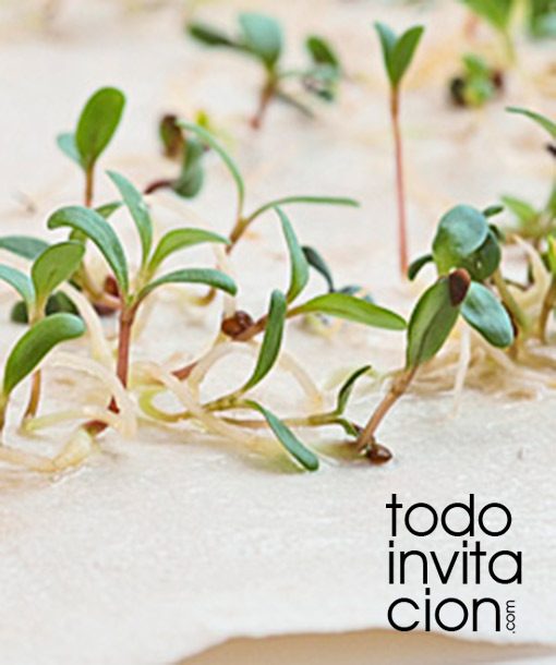 semillas para bodas - papel de semillas plantable